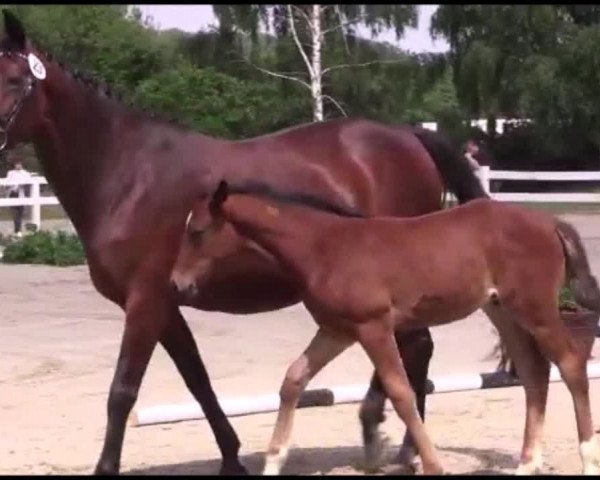 Video von Con Cassus