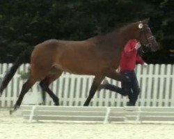 broodmare Venezia 72 (Westphalian, 2011, from Verdi)