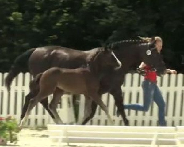 horse Hengst von Sacre Coeur (Westphalian, 2014, from Sacre Coeur)