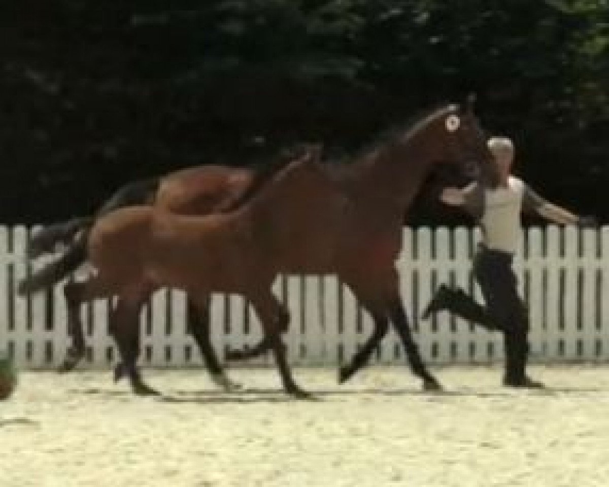 horse Stute von First Selection (Westphalian, 2014, from First Selection)