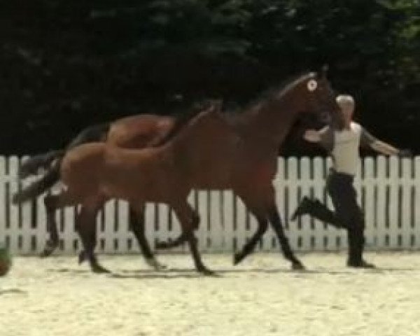 Pferd Stute von First Selection (Westfale, 2014, von First Selection)