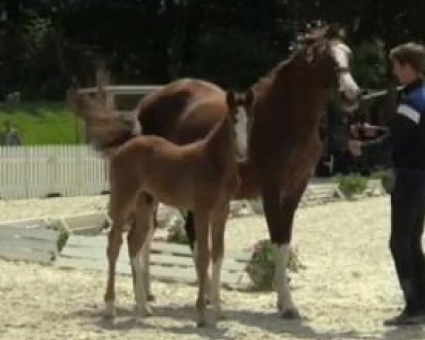 Springpferd Highlight U (Westfale, 2014, von Hermes de Lux)