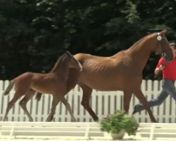 horse Stute von Carrico (Westphalian, 2014, from Carrico)