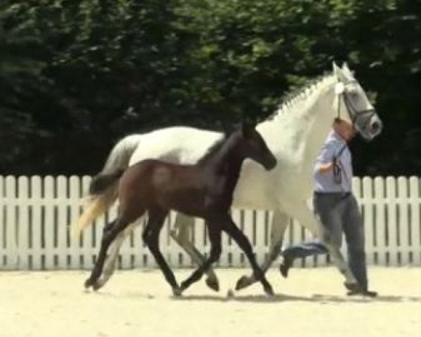 horse Hengst von Cordess / Esteban xx (Westphalian, 2014, from Cordess 2)