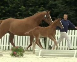 jumper Hotch (Westphalian, 2014, from Hermes de Lux)