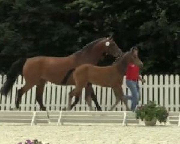 jumper Helia (Westphalian, 2014, from Hermes de Lux)
