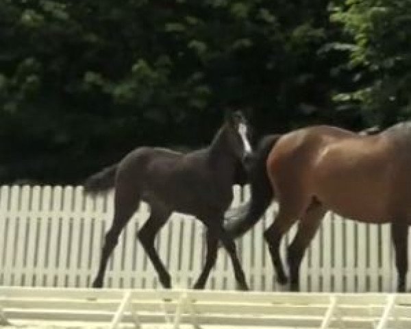 horse Hengst von Christian (Westphalian, 2014, from Christian 25)