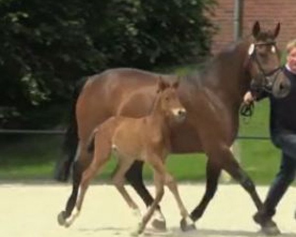 broodmare Escoline F (Westphalian, 2014, from Escolar)