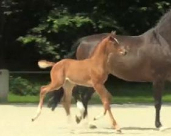 broodmare Emily Rose (Westphalian, 2014, from Escolar)