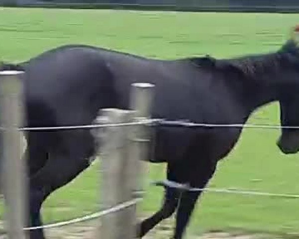 Video of Nono