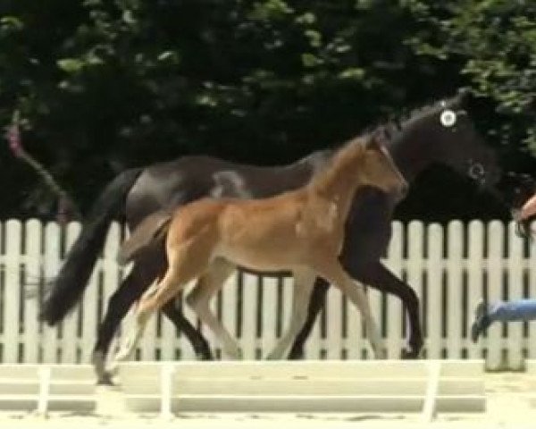 horse Amani (Oldenburg, 2014, from Escolar)