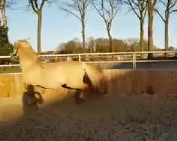Video von Gio