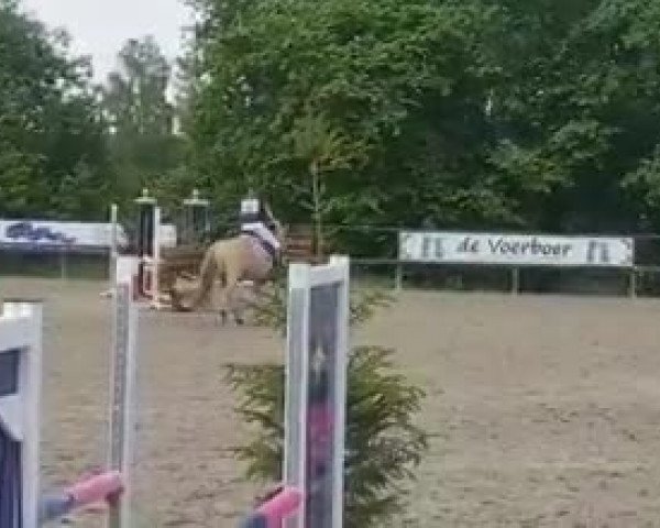Video of Gio