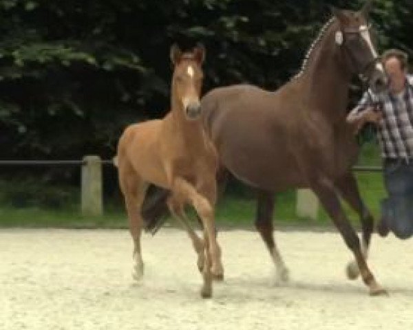 horse Expensive 9 (Westphalian, 2014, from Escolar)