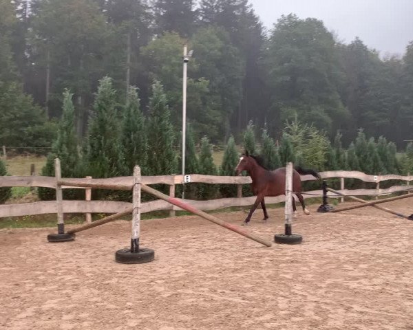 Video von Peregrina Mira
