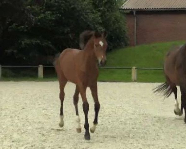 horse Edeka (Westphalian, 2014, from Escolar)