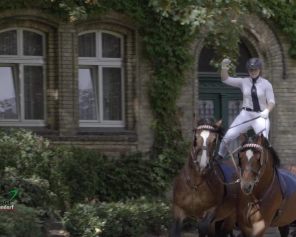 Online Paradeschaubilder 2020 - Thementag 3
Warendorfer Spezialisten
Mehr Informationen und Videos unter:
https://www.rimondo.com/horse-list/536/Online-Paradeschaubilder-des-NRW-Landgestuts