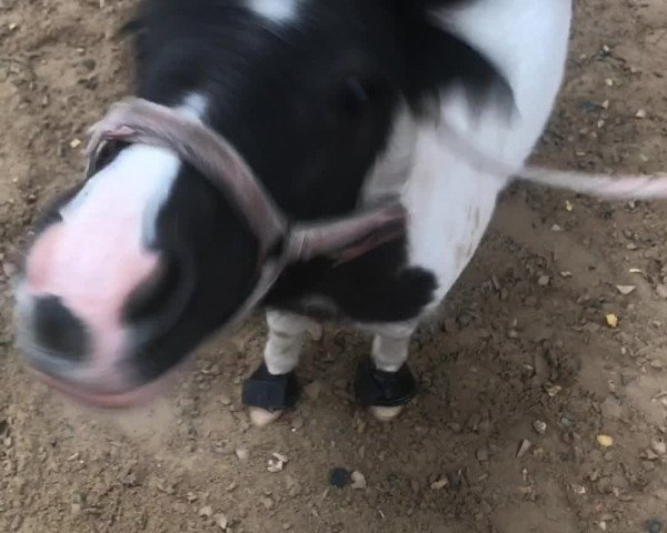 Video of Tabaluga