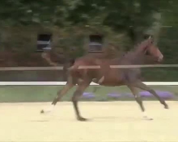 Video of Zoomie