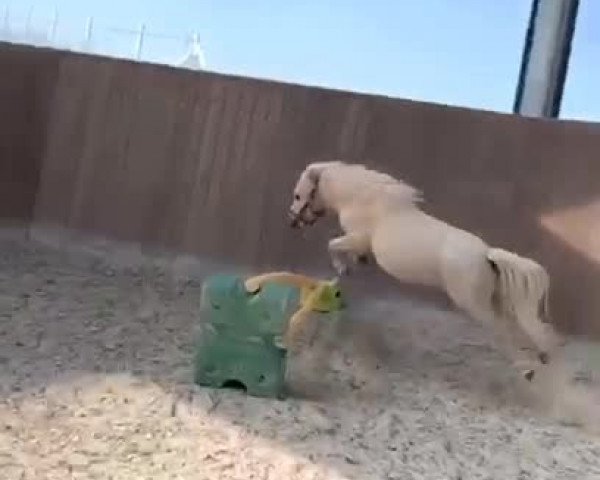 Video of Linus von Abt