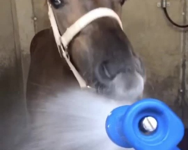 Video of Donaro Von Gurbrue CH