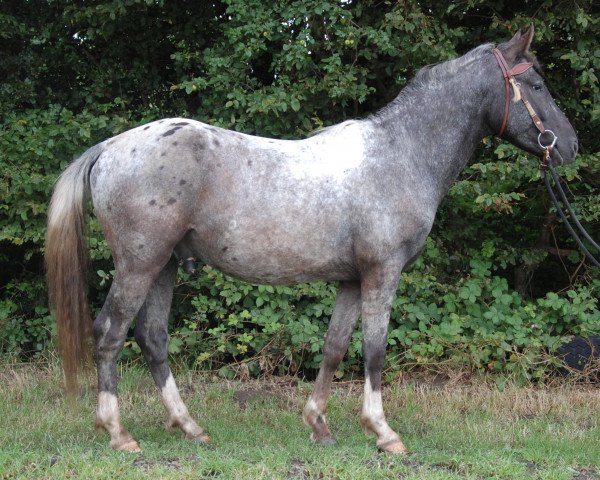 stallion ICR Wawbinace (Paint Horse, 2011, from Zinto)