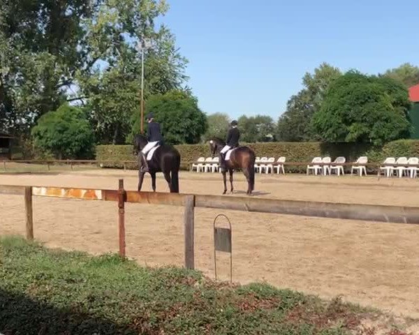 Reitturnier Mönchengladbach - Niershof 2020
