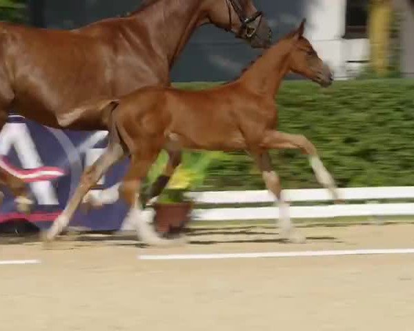 Video of Social Media FH
