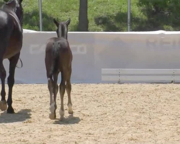 Video of Coco Chanel FH