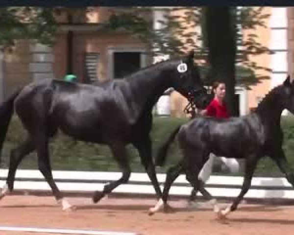 Video of Coco Chanel FH