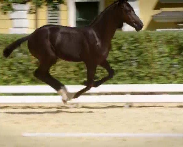 Video of Coco Chanel FH