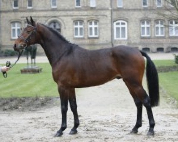 stallion Captain Chancy (Westphalian, 2006, from Captain Fire)