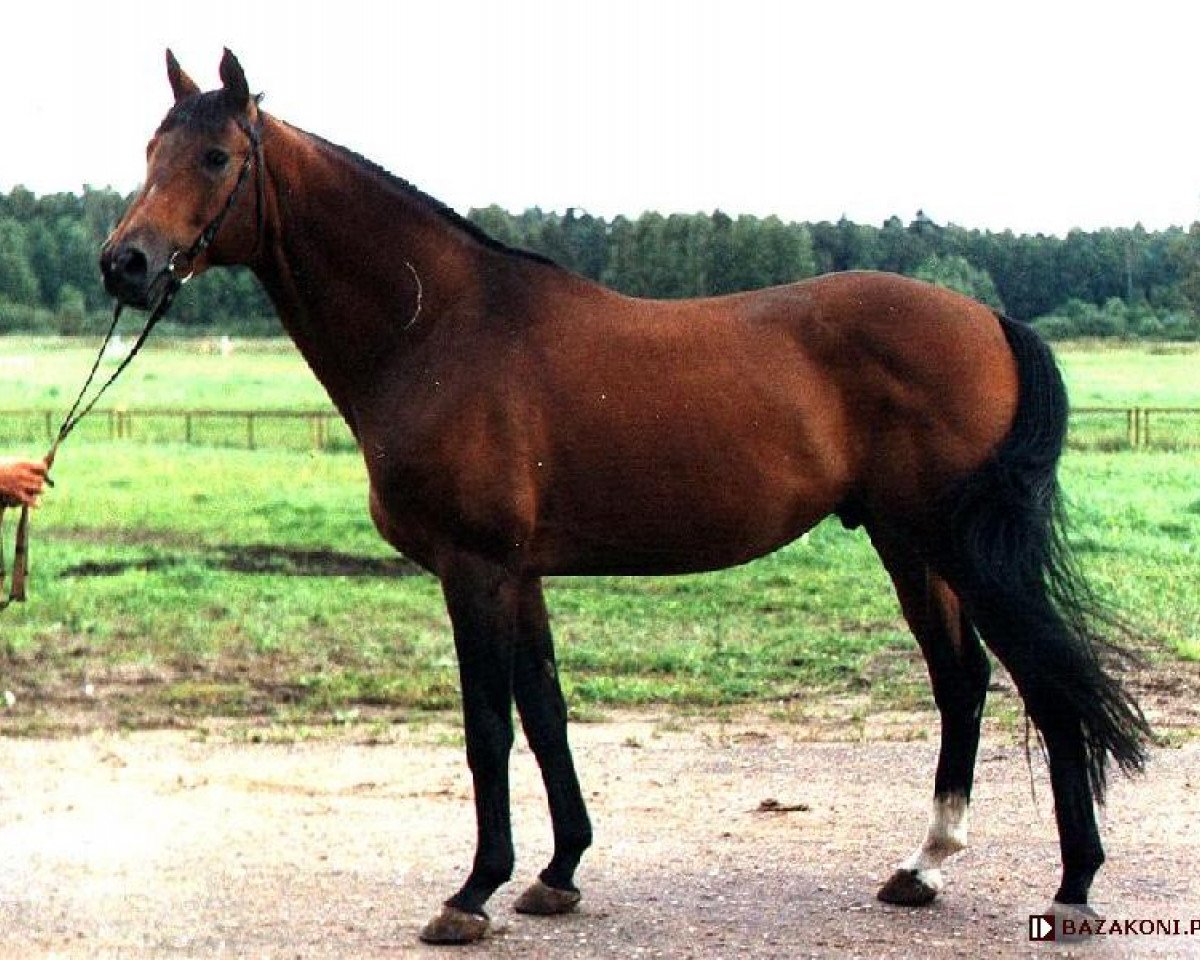 stallion Fetisas (Trakehner, 1993, from Veterok)