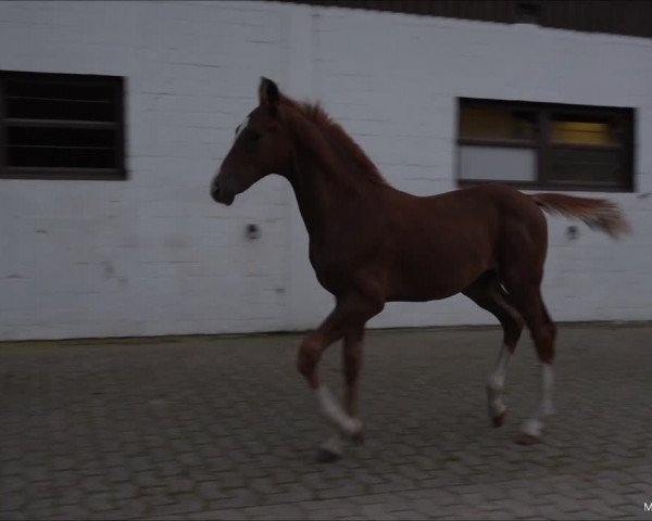 Video von Vigo Royal R