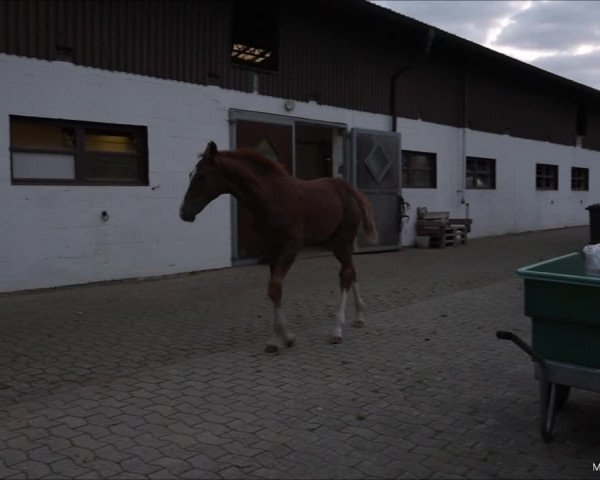 Video von Vigo Royal R