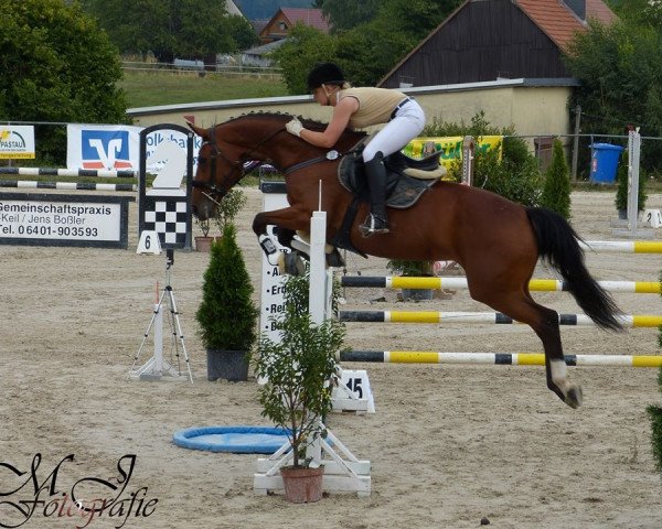 Zuchtstute De la Ru (Hessisches Warmblut, 1999, von Dartagnan)