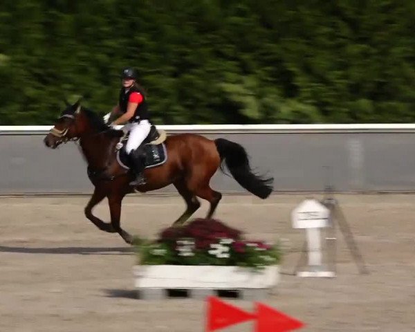 Reitturnier Schopfheim 2020