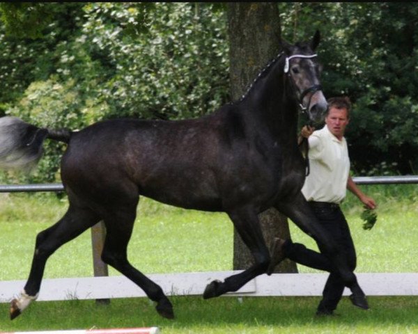 broodmare Coeur de Cologne (Hanoverian, 2011, from Clinton H)