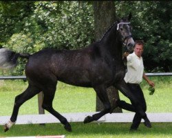 broodmare Coeur de Cologne (Hanoverian, 2011, from Clinton H)