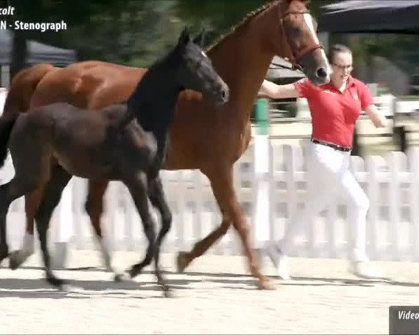 Video von Calasso PU