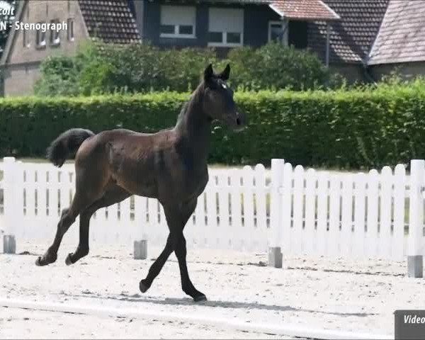 Video von Calasso PU