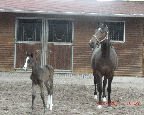 broodmare Charlin (German Warmblood, 2008, from Marek AA)