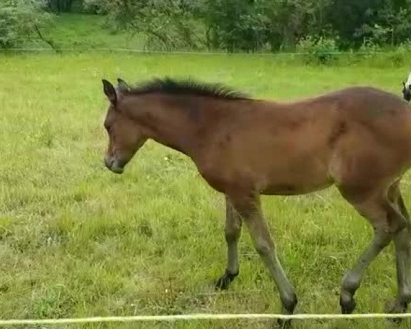 Video of Athena