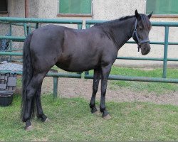 Dressage horse Coco (German Riding Pony, 2003)