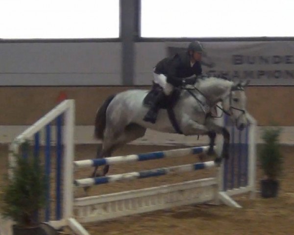 jumper Quindulina G (Hanoverian, 2009, from Quintender 2)