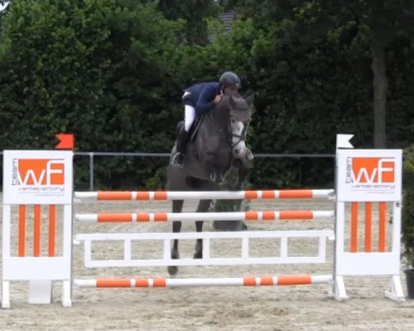 Springpferd Cyndy 2 (Holsteiner, 2009, von Catoki)