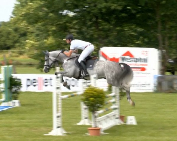 jumper Calidros R (Hanoverian, 2009, from Calido I)