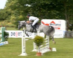 jumper Calidros R (Hanoverian, 2009, from Calido I)