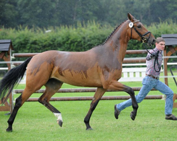 broodmare Loana (Westphalian, 2011, from Light On OLD) broodmare Loana (Westphalian, 2011, from Light On OLD)