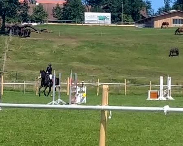 Reitturnier Hörmanshofen/Schw. 2019